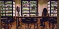 Vertical farms inside restaurants? How hydroponics is creating a natural farming future — indoors
