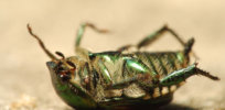 Catastrophic claims of an ‘insect armageddon’ misrepresent the science