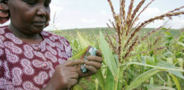 Kenya opens the door to GMO cultivation