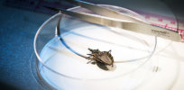 300,000 people in the US live with heart- and gut-destroying Chagas ‘kissing bug’ disease
