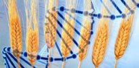 Wheat revolution? How CRISPR gene editing can complement conventional breeding to increase yields and disease tolerance
