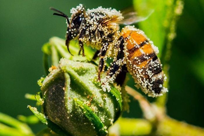 Synergistic effect of ‘agricultural chemical cocktails’ commonly used by farmers pose harm to pollinating insects