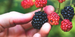 Seedless blackberries with a year-round growing season? Gene editing opens up new doors for radical improvements in the long-stagnant berry market