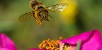 Managed honeybee and bumble bee colonies in the US are up as much as 85%, a 60 year high, as independent researchers challenge bee apocalypse narrative