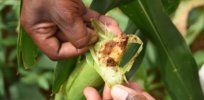 Biotechnology key to protecting crops from pests, diseases, and climate change, European Commission says — but EU GMO regulation lags