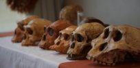 ‘The notion of humankind’s African origins unifies researchers’: Human evolution is like a braided stream, fossil and DNA evidence suggests