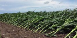 Wind-proof corn? New hybrid variety withstands 100 mile per hour winds, helping crops survive unpredictable and extreme weather