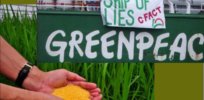 Viewpoint: Golden Rice approval fallout — 'Greenpeace has transitioned from an organization concerned about the environment to one that fights against improved food security and reduced childhood blindness'