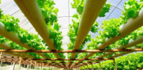 Dismissing sizable sustainability benefits, organic industry petitions USDA to block hydroponics from being classified as organic