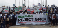 Viewpoint: ‘Endless war’ — Nigeria and other African countries challenged by conflicting claims about benefits and alleged unknowns of GMO crops