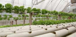 ‘Science-based farming optimized for reduced environmental impact’: What’s behind the hydroponic farming boom — and attempts to deny its sustainability advantages?