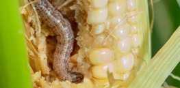 Pest resistance developing to fall armyworm-fighting Bt maize prompts pest management strategies