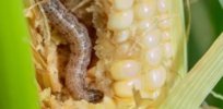 Pest resistance developing to fall armyworm-fighting Bt maize prompts pest management strategies