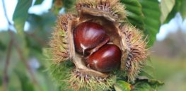 Just one gene could restore the American chestnut — a tree that reckless humans once all but destroyed
