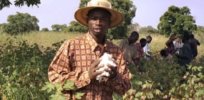 Zimbabwean farmers push for GMO cotton approval after South Africa, Sudan, Botswana, Malawi and Burkina Faso see increased outputs and poverty reduction