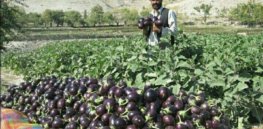 GMO eggplant is documented win for resource-poor farmers