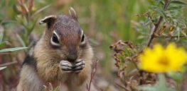 ‘Bold, aggressive, athletic and sociable’: Here are the many ways squirrels have human-like personality traits