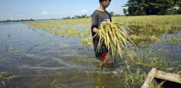 Climate change-induced droughts and floods put one of the world’s most important staples — rice — in peril