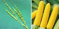 ‘This a crop that not only does not exist in the wild, but could not exist in the wild’: Modern corn is humanity’s creation, for mostly better and some worse