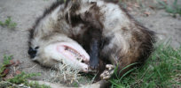 insert opossum gettyimages