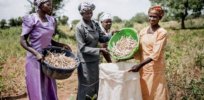 Ghana’s first genetically modified crop – pod borer resistant cowpea — is poised to address widespread protein deficiency challenges