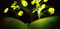 A rechargeable glow-in-the-dark plant made with nanoparticles?