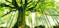Genetically engineered trees offer dual sustainability benefits: Carbon sequestration boosts and the ability to grow more trees on less land