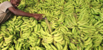Kenyan scientists deploy CRISPR to protect bananas from diseases threatening to wipe out the world’s most popular variety