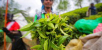 Sri Lanka’s plan to go ‘all organic’ and end use of synthetic chemicals leaves staple tea industry in 'complete disarray'