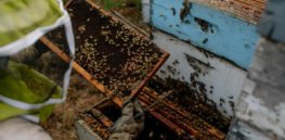 US honeybee boom: ‘Not only are they not in decline or endangered, their increase in numbers may be responsible for declines in other bee populations’