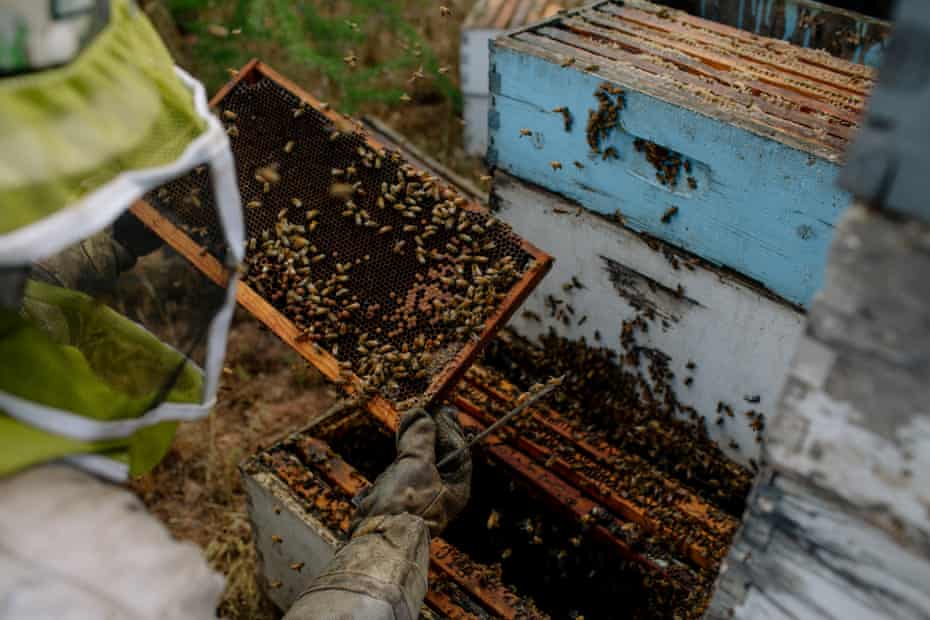 US honeybee boom: ‘Not only are they not in decline or endangered, their increase in numbers may be responsible for declines in other bee populations’