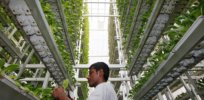 With 80% of the global population expected to live in urban areas by 2050, is vertical farming a viable way to increase sustainable food production?