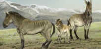 Horses originated in North America but went extinct there. New DNA trail shows how they survived and thrived in Europe