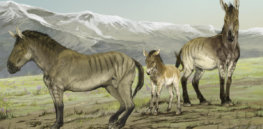 Horses originated in North America but went extinct there. New DNA trail shows how they survived and thrived in Europe
