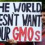 Podcast: Here is how misinformation about GMOs and crop biotechnology mutates and spreads
