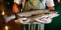AquaBounty saga: The troubling story of why it took 25 years and $100 million to bring a fast-growing, sustainable genetically-engineered fish to market