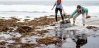 Could seaweed replace synthetic fertilizers?