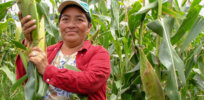 Viewpoint: What role can indigenous populations and agroecology play in promoting sustainable food