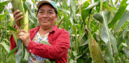 Viewpoint: What role can indigenous populations and agroecology play in promoting sustainable food