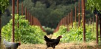 Regenerative agriculture catching on in Sonoma wine country