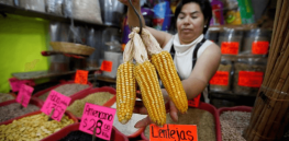 Mexico’s corn production needs to increase significantly — is this possible with agroecology, and without GMOs?