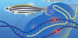 CRISPR making inroads in aquaculture — but commercial viability is still a ways off