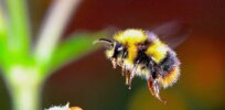 The American bumblebee species is in decline in the US. Here’s why