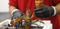 China's latest Twitter disinformation claim: COVID caused by Maine lobsters imported to Wuhan