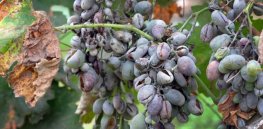 Viewpoint: By rejecting biotechnology and synthetic pesticides, France is ill prepared to address mildew and organic copper pollution crisis