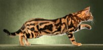 How cats got their stripes: The mystery of color patterns in mammals