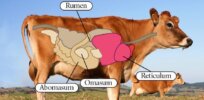 Simulating nature: South African biorefinery modeled after four-stomach system found in cows