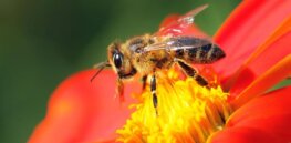 Honeybee losses in Canada hit 10-year low, raising doubts about need for neonicotinoid bans to protect pollinators