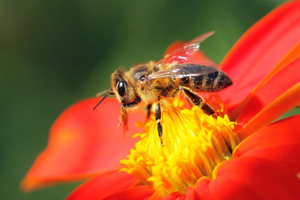 Honeybee losses in Canada hit 10-year low, raising doubts about need for neonicotinoid bans to protect pollinators