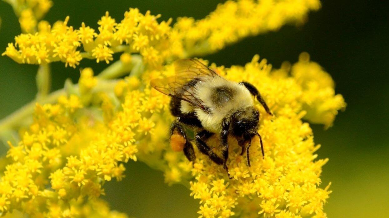 American bumblebee has declined in numbers by more than 90% in 8 states across the northern US